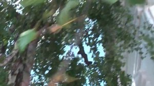 Береза с мордочкой Медведя, а на дереве  вверху лик Серафима Саровского