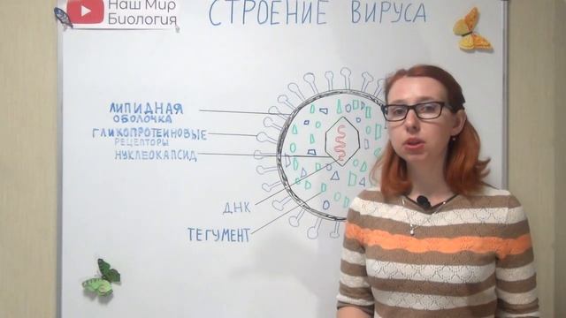 Строение вируса