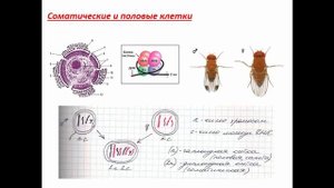 Занятие №4. Соматические и Половые клетки. Диплоидная и гаплоидная клетка. Строение ядра. Хроматин