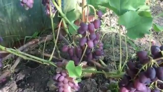 Виноград кишмиш Юпитер в последний день лета 2019г смотреть онлайн