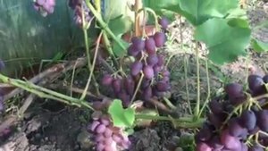 Виноград кишмиш Юпитер в последний день лета 2019г