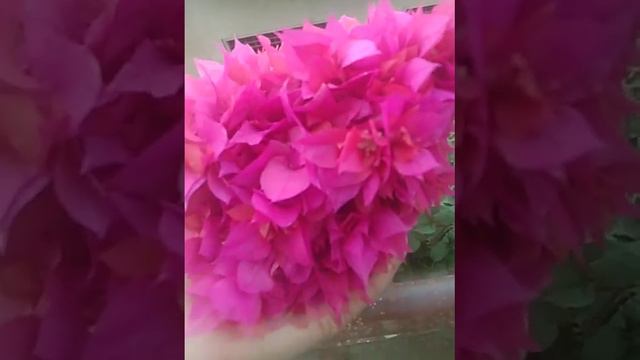 flowers wow this is amazing so satisfying and to good  #drishtisaini