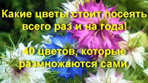 Какие цветы стоит посеять всего раз и на года! 40 цветов, которые размножаются сами