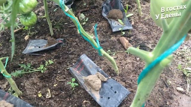 ДАЧА. ХОЛОД. ДОЖДИ. ДОЛМА . ЭЛЕКТРО УМЫВАЛЬНИК. КАРТОШКА В ДУХОВКЕ. ТЕПЛИЦА С ТОМАТАМИ. смотреть онлайн