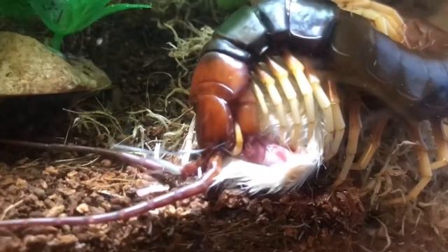 Giant Centipede Feeding ( Scolopendra Gigantea )