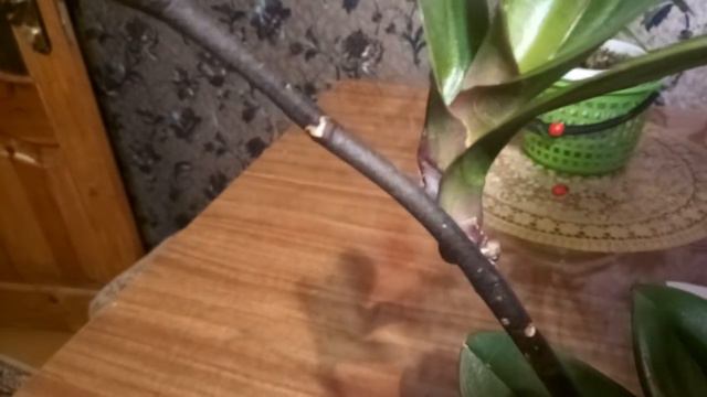 Результат попытки ускорить появление корешков у детки на цветоносе.