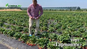 Земляника (ремонтантная) Гармония