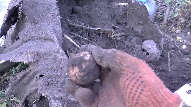 КАРТОШКА в МЕШКЕ УРОЖАЙ Экспериментальный картофель в мешках смотреть онлайн