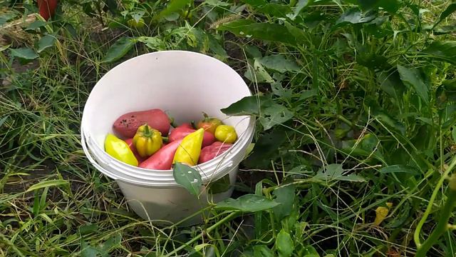 Как из перца, купленного в магазине, вырастить гигантские плоды на своем огороде. Что получилось.!