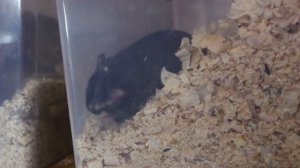 Зоомагазин. Что мы купили. День наших животных.