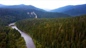 Куда подевались лайки соловьева ю.в.  в очередной раз или где собаки, живодер?