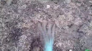 Посадка озимого чеснока в природном земледелии.