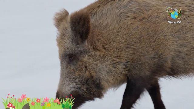 Happy animal moment: Parrot, Owl, Eagle, Reindeer, Spider - Animals sound | Planet Zoo смотреть онлайн