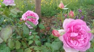 Помпадур вторая волна цветения