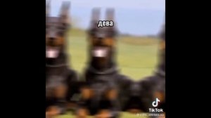 Зз подборка из тик тока
