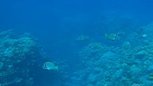 Чернополосный морской карась=Acanthopagrus bifasciatus= Dablebar bream_MVI 11