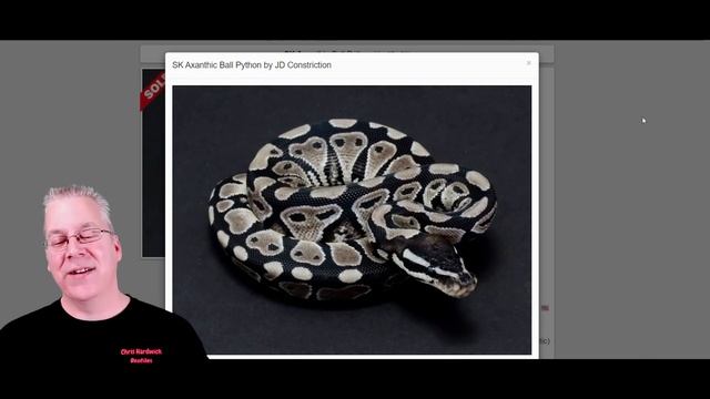 The Top 5 Recessive Ball Python Morphs!