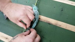 100% Укореняем Розу/Черенкование Роз Летом (Июль)/Черенки на Кусту/Садовые Растения/ 2 ч. РЕЗУЛЬТАТ