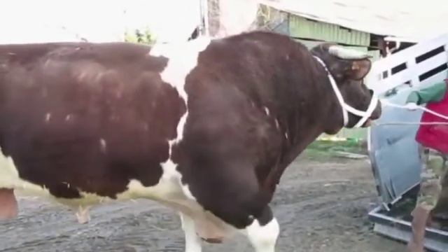 ФРАНЦУЗСКИЙ ГИГАНТ БЫК 2000 КГ смотреть онлайн