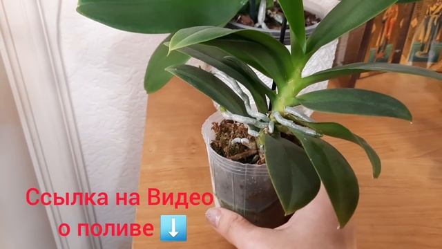 9 цветоносов у 1й орхидеи! Корни сгнили-не беда! 4 детки Ответы на вопросы. смотреть онлайн