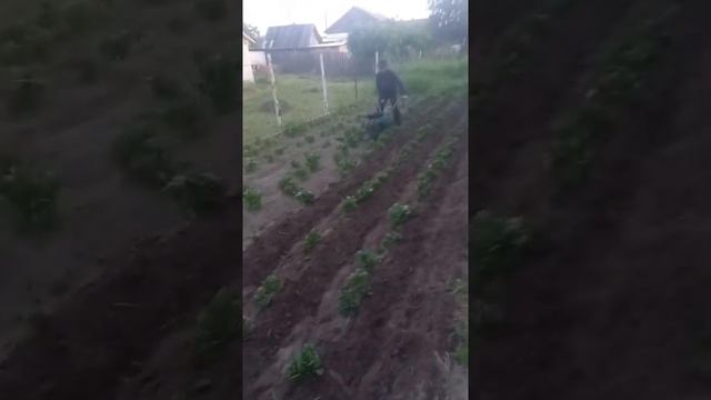 роторный окучник для мотоблока испытания на 5