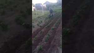 роторный окучник для мотоблока испытания на 5