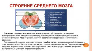 Средний мозг_ Лекция 8