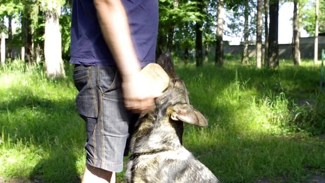 Аппорт (тренинг) смотреть онлайн