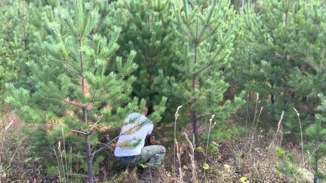 Сосна новогодняя для самых-самых... смотреть онлайн