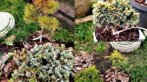 не цвело и сдохло зима 23-24 + обзор хвойных новинок