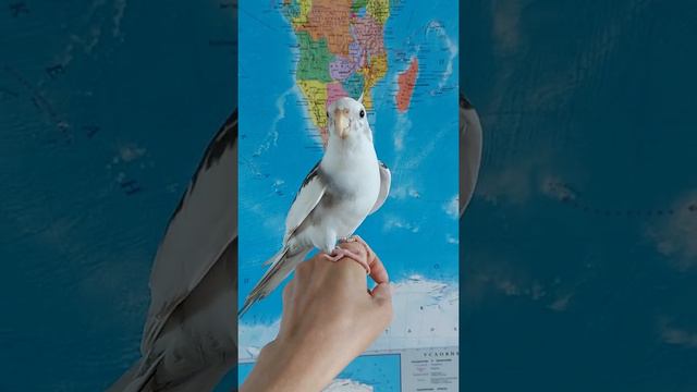 Корелла говорит: Тишка птичка и многое другое смотреть онлайн