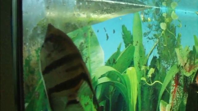 Нерест Скалярии в общем аквариуме смотреть онлайн