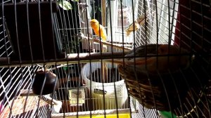 Кенар пение Канарейки пение Кенар поёт ( моя пара оранжевых канареек ждут птенцов) 06. Май.2016 г.