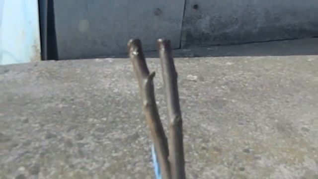 Грецький горіх-Сорт Чандлер смотреть онлайн