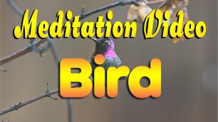 🙏 Meditation Video. Bird