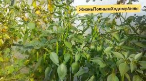 Конец сезона 2023//03.10.2023//Что растет в огороде// Калужская рбласть