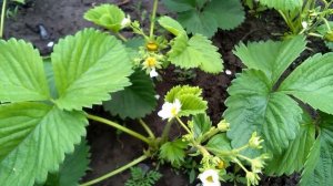 Запущенная клубника на участке: выбросить или оставить?