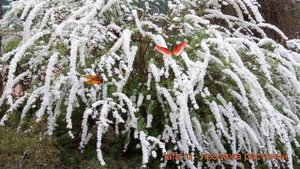 Спирея серая Грефшейм (spirea grefsheim) ? спирея Грефшейм обзор: как сажать саженцы спиреи Грефшей