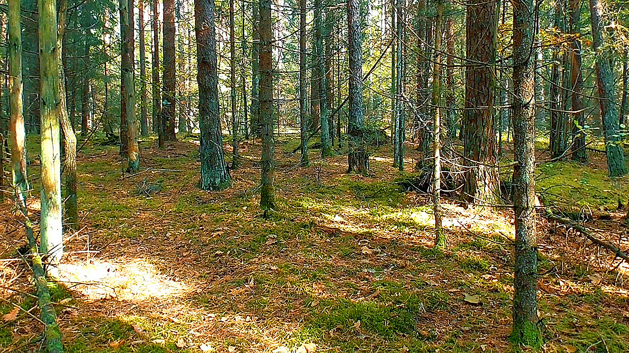 Живой звук леса. Звуки леса. Осенняя атмосфера лес Россия. Пейзаж Живая природа с лунами. Лес шум леса видео.