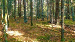 Живописный осенний лес. Осенняя пора. Звуки живой природы. Видео для отдыха.