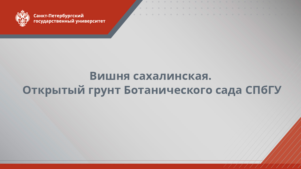 Вишня сахалинская  открытый грунт Ботанического сада СПбГУ