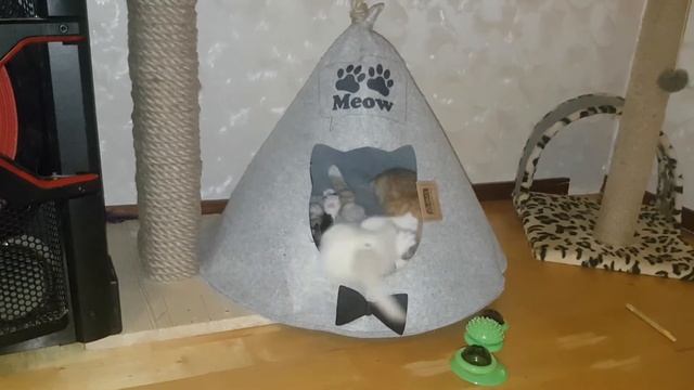 Котята?шотландская проверка на прочность нового дома или игрушки??? смотреть онлайн