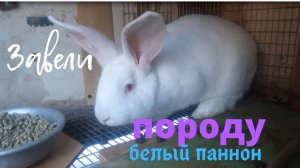 Кролик породы белый паннон. Вакцинирование поголовья.