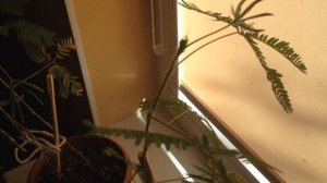 Моя стыдливая мимоза