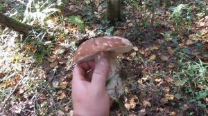 Завершение грибного сезона в Шаховском районе. Белые грибы.