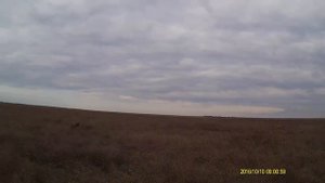 Охота в Крыму на фазана