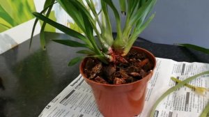 Гниль по ризоме у цимбидиума green valey emerald tri lips