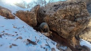 Build a Rock Shelter before dark , Camouflaged with Snow and Foliage | Winter Camping | Bushcraft