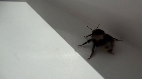 Шмель / Bumblebee