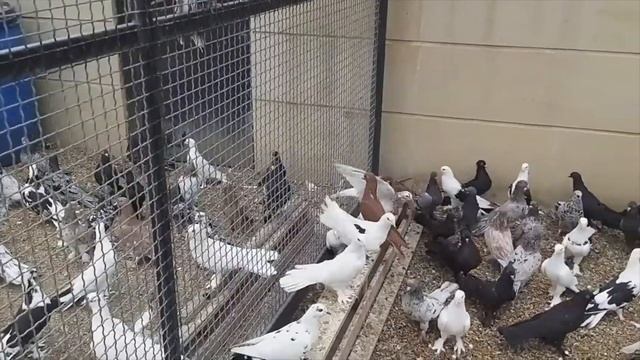 Питомник Бакинских голубей Назима Дадашева! 2 ч смотреть онлайн